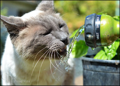 bob_drinking_water03_0112.jpg