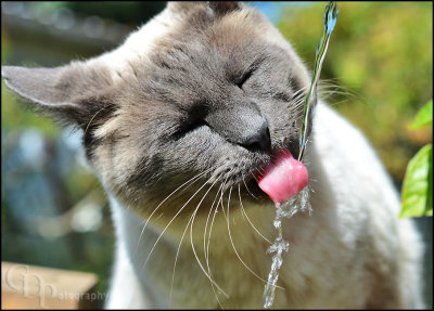 bob_drinking_water04_0120.jpg