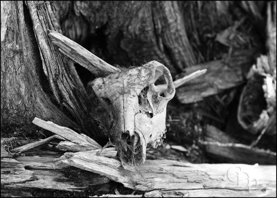 skull_02_6675.jpg