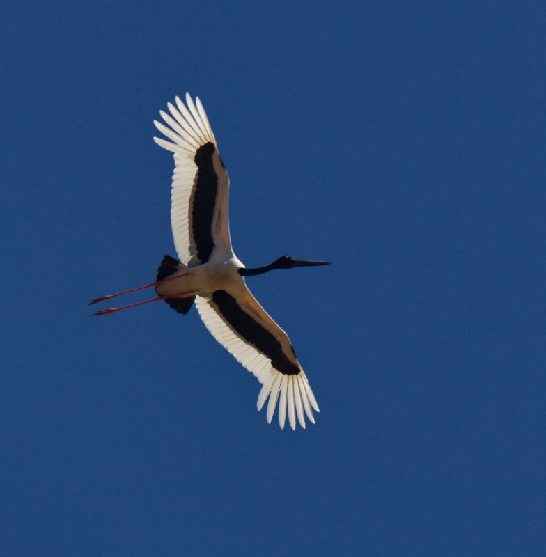Jabiru - Black Necked Stork