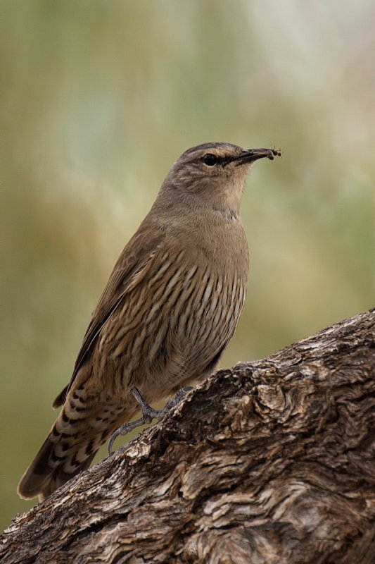 Brown Tree Creeper