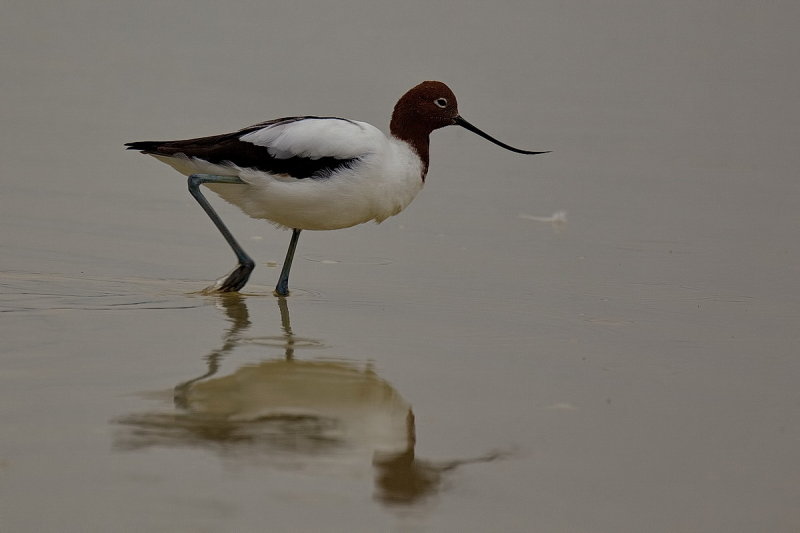 Avocet - Lake Peery