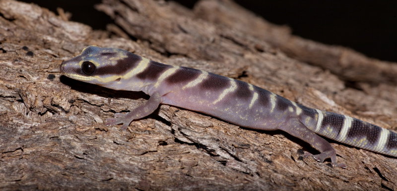 Gecko