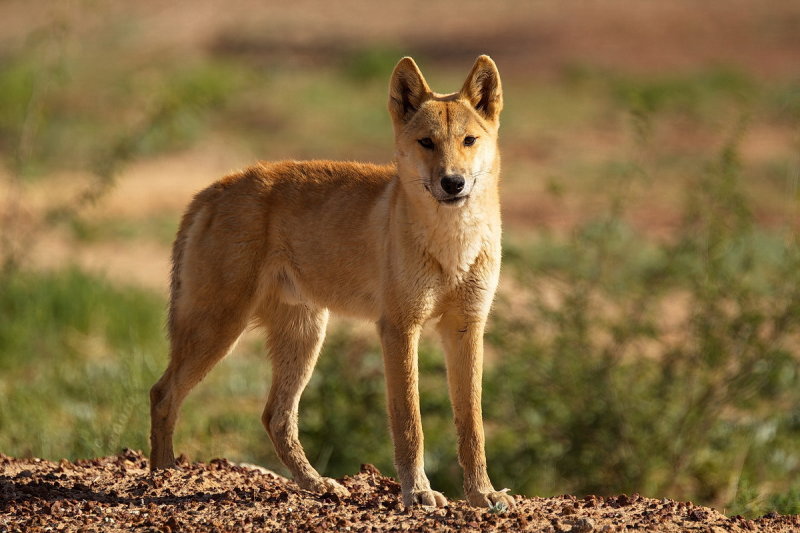 Young Dingo - Diamantina