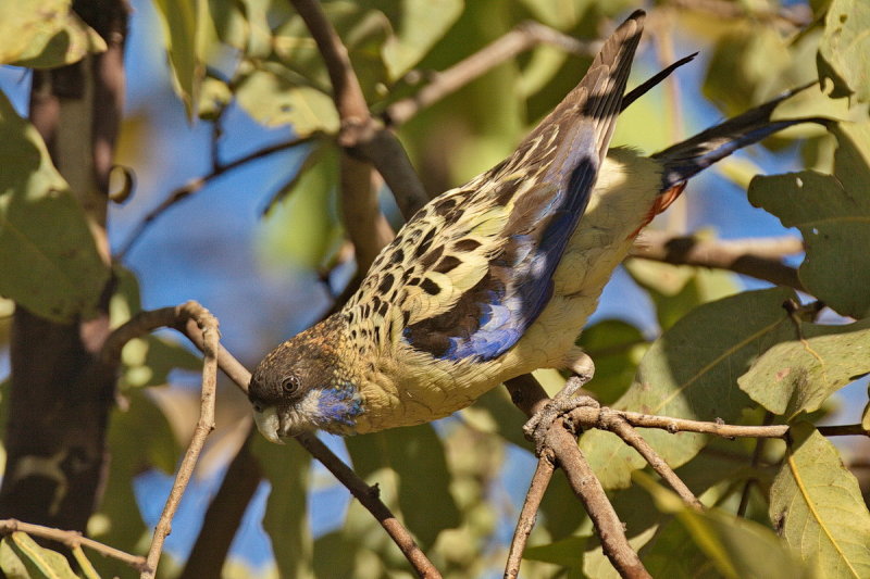 Northern Rosella