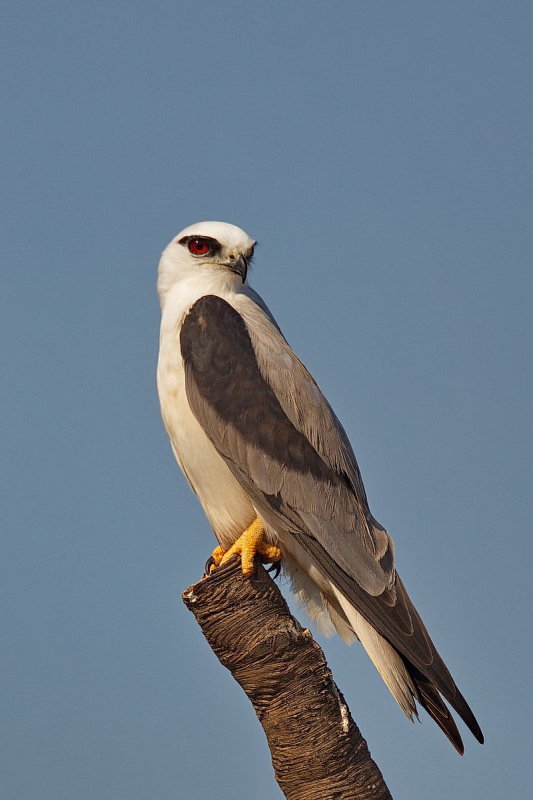Black Shouldered Kite