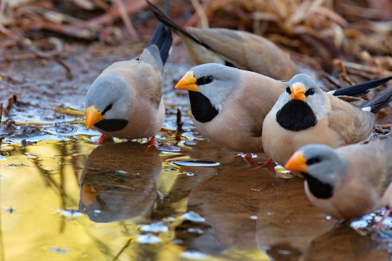 Long Tailed Finches