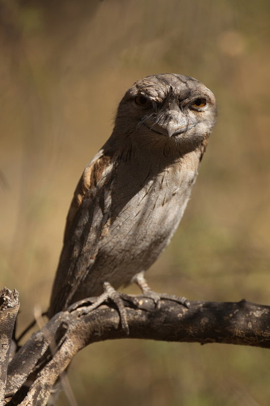 Tawny Frogmouth