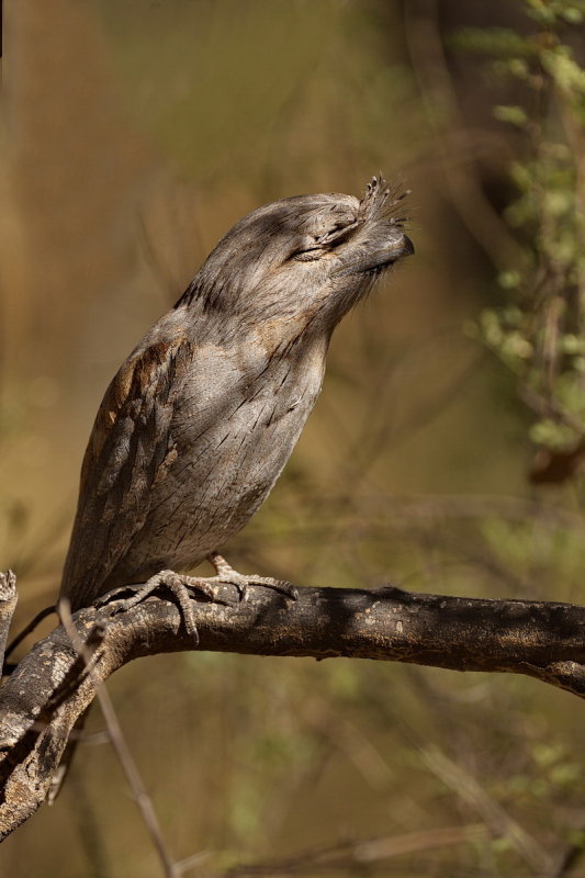 Tawny Frogmouth