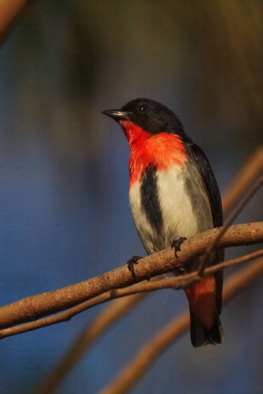 Mistletoe Bird