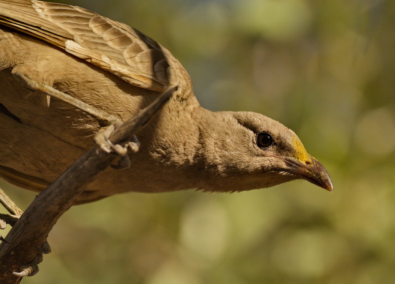 Great Bower Bird