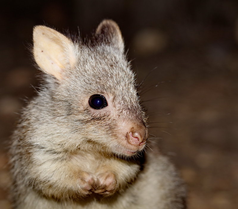 Rufous Bettong