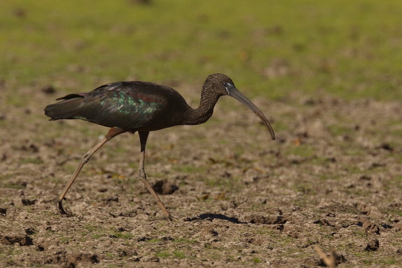 Glossy Ibis