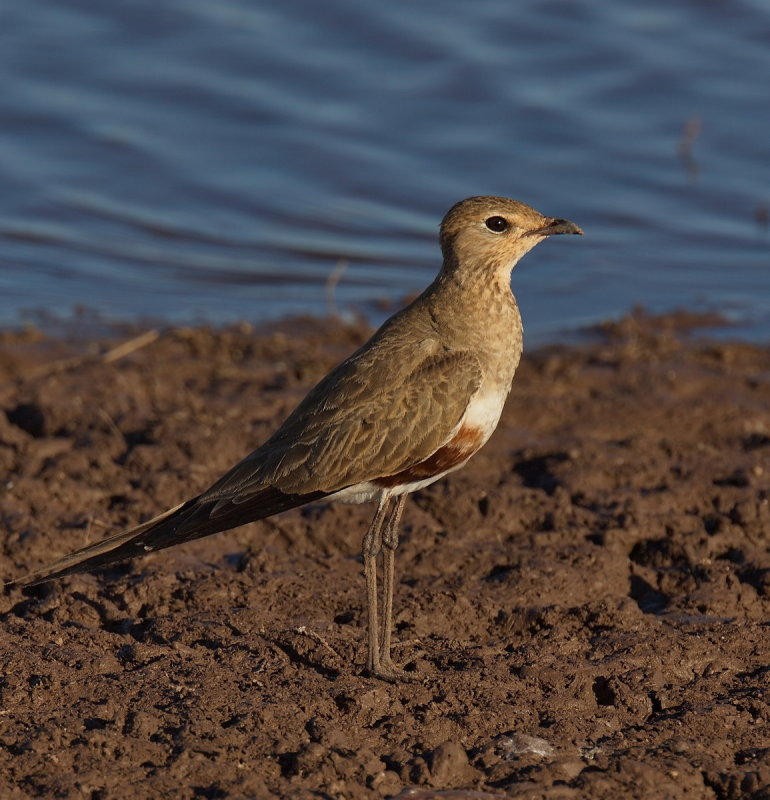 Australian Pratincole
