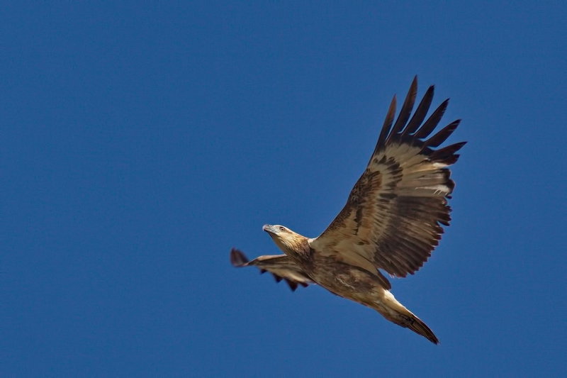 Little Eagle