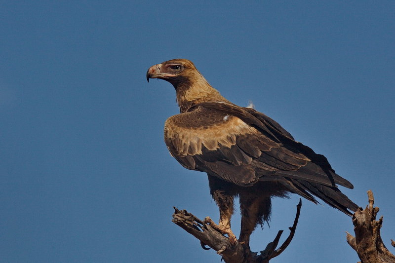 Wedgetail Eagle