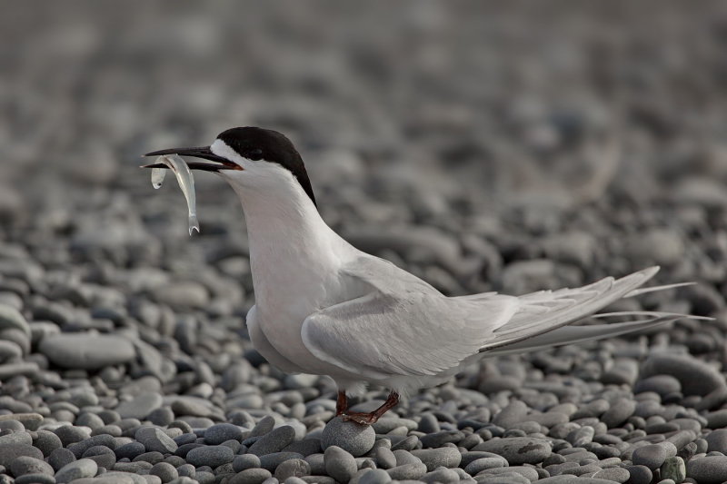 Whtie Fronted Tern