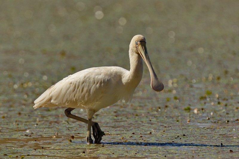 Yellow-billed Spoonbill