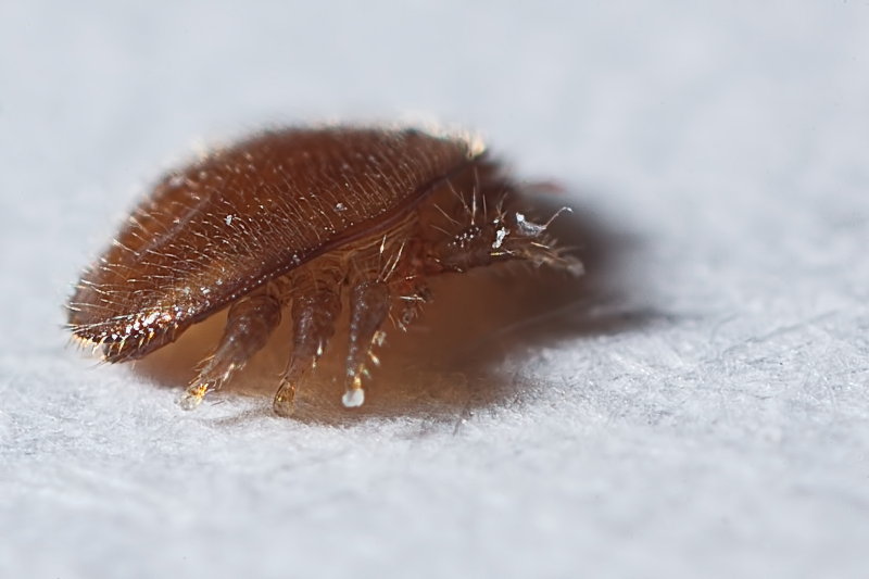 Varroa Bee Mite