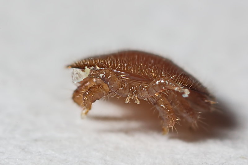 Varroa Bee Mite - Ready to Pounce