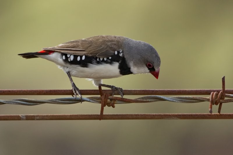 Diamond Firetail