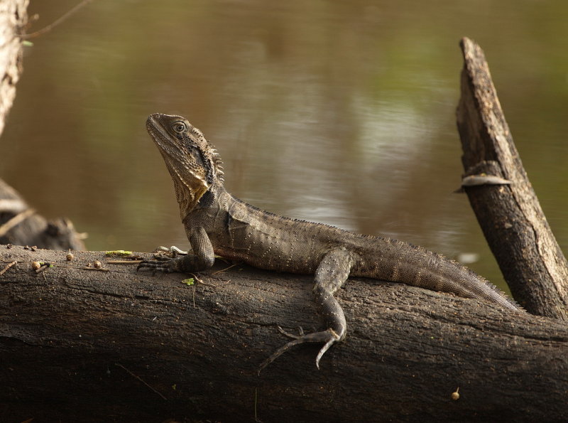 Water Dragon