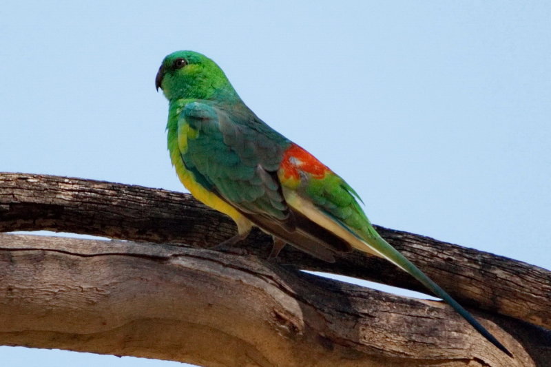 Red Rumped Parrot