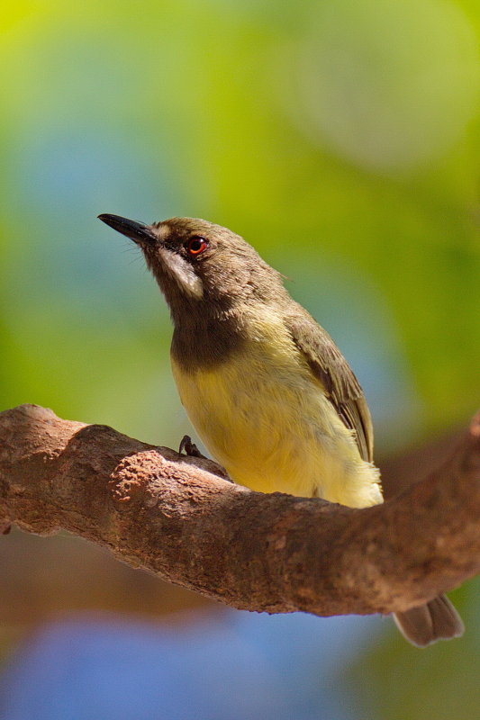 Fairy Gerygone