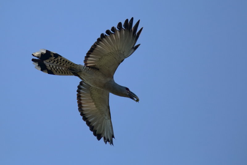 Channel Billed Cuckoo