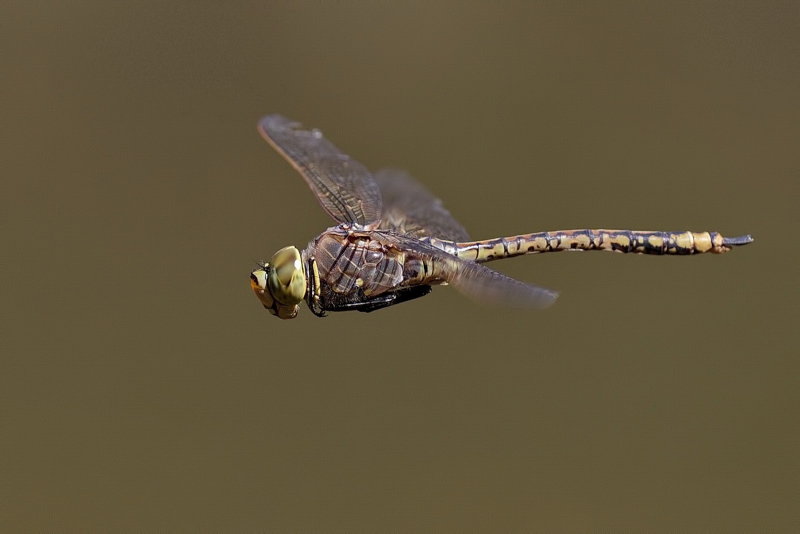 Dragonfly Flight