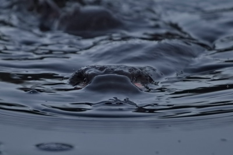 Platypus