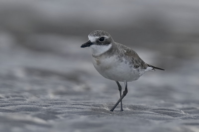Red Capped Plover - Female