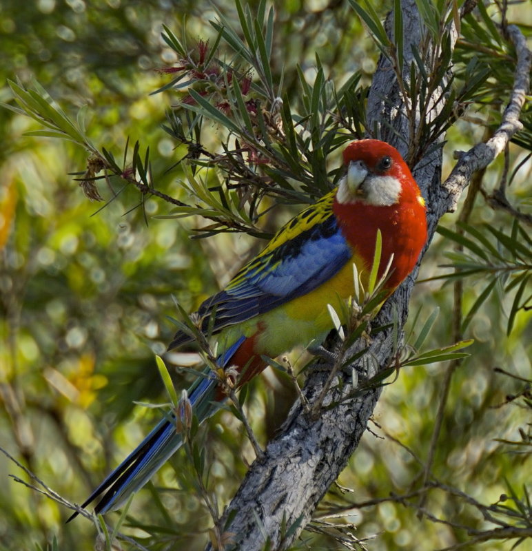 Eastern Rosella