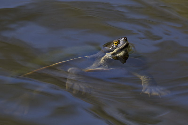 Turtle