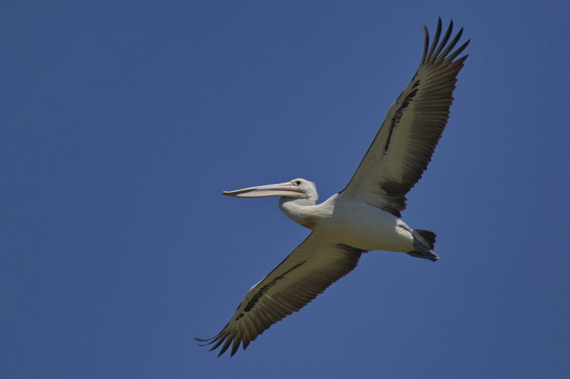 Australian Pelican