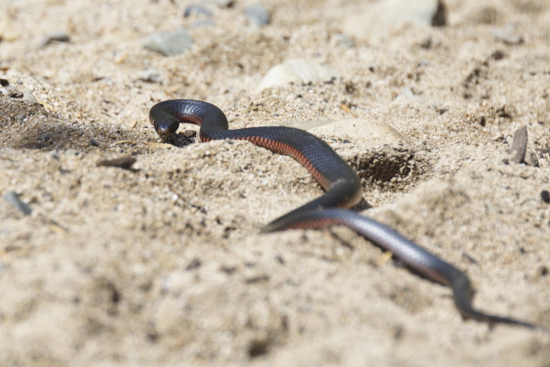 Red - bellied Black Snake - Hunting.