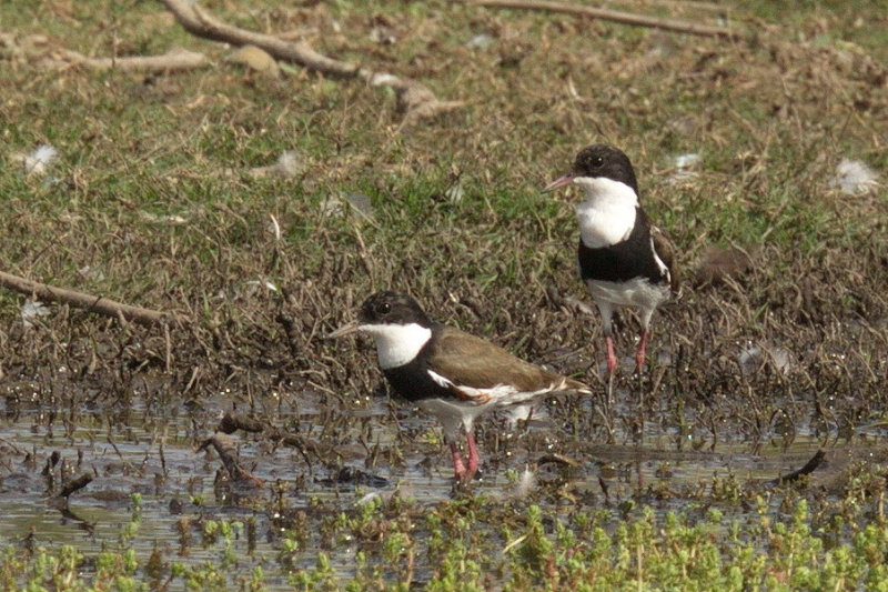 Red-kneed Dotterel