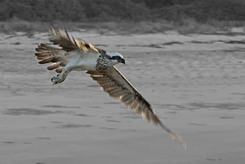 Osprey