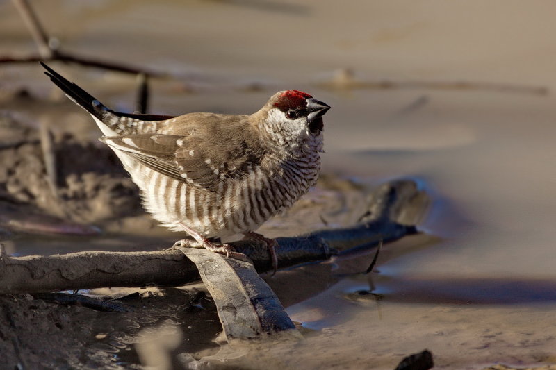 Plum Headed Finch