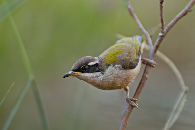 White Throated Honeyeater - Immature