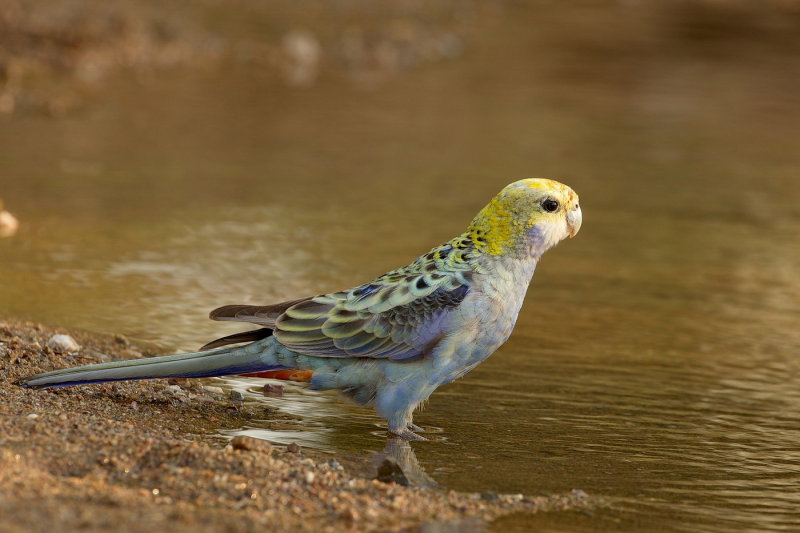 Pale Headed Rosella