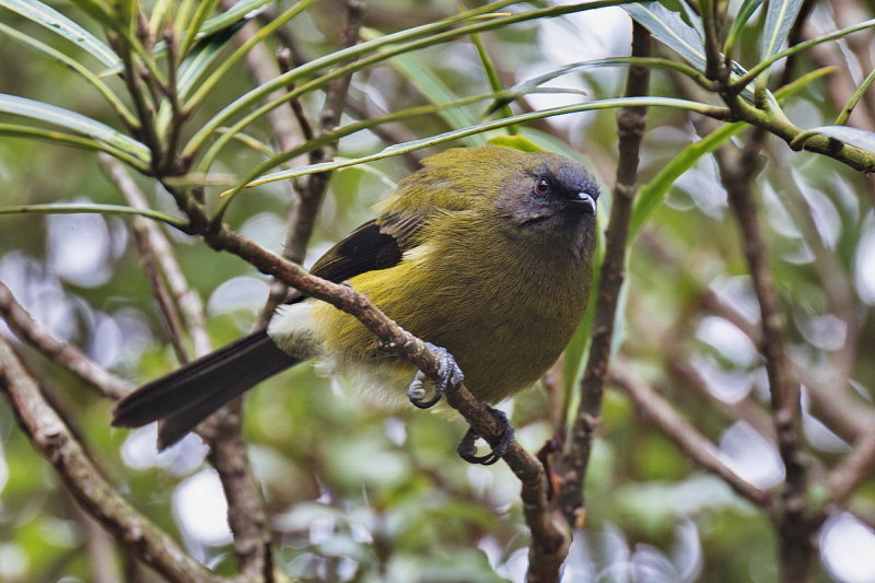 Bellbird at Leeston