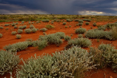 Tanami Desert