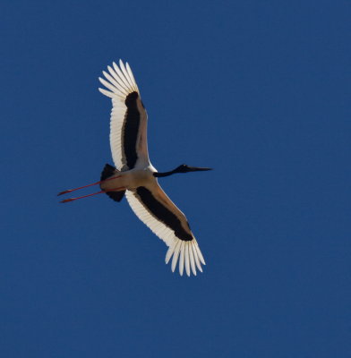 Jabiru - Black Necked Stork