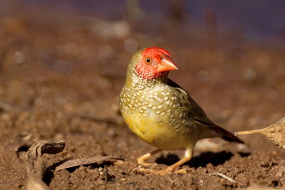 Star Finch