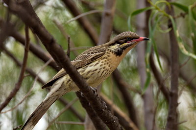 Spiny CheekedHoneyeater