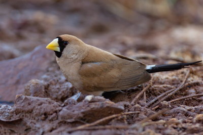 Masked Finch