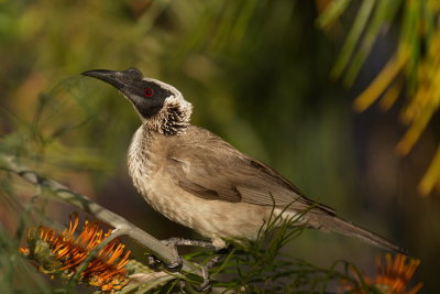 Silver Crowned Friar Bird