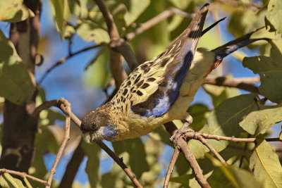 Northern Rosella