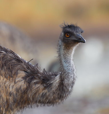 Young Emu